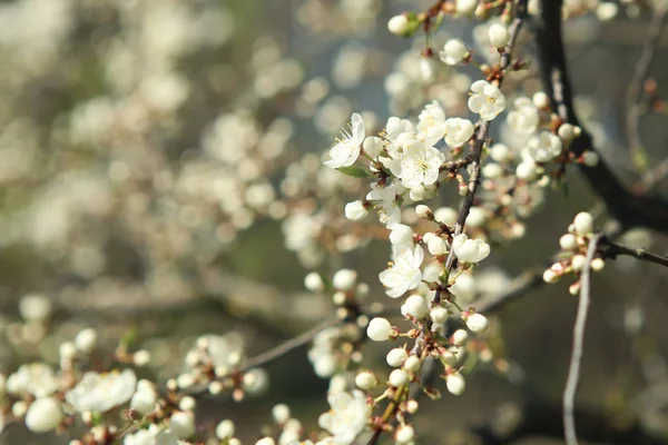 Blossoming Spring Buds Tree Branches Blossom Spring Hawthorn Tree Flowers — Stock Photo, Image