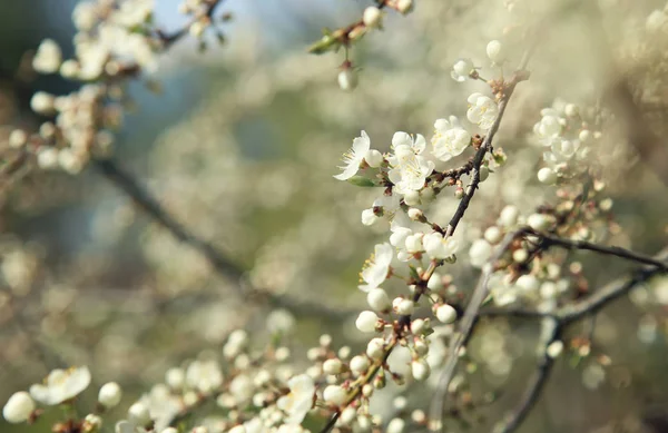 Blossoming Spring Buds Tree Branches Blossom Spring Hawthorn Tree Flowers — Stock Photo, Image