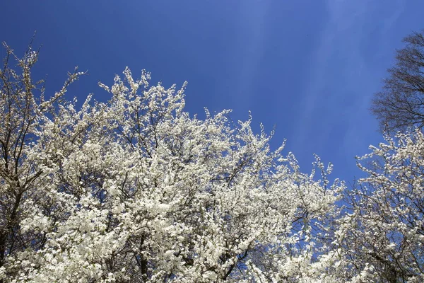 Kwitnących Gałęzi Drzewa Przeciwko Błękitne Niebo Wiosną Hawthorn Drzewa Kwiaty — Zdjęcie stockowe