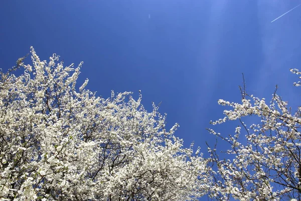 Kwitnących Gałęzi Drzewa Przeciwko Błękitne Niebo Wiosną Hawthorn Drzewa Kwiaty — Zdjęcie stockowe