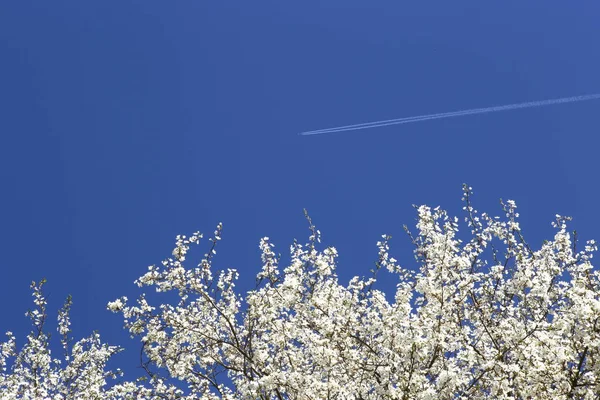 Цветущие Ветви Деревьев Против Голубого Неба Весной Цветы Ястребиного Дерева — стоковое фото