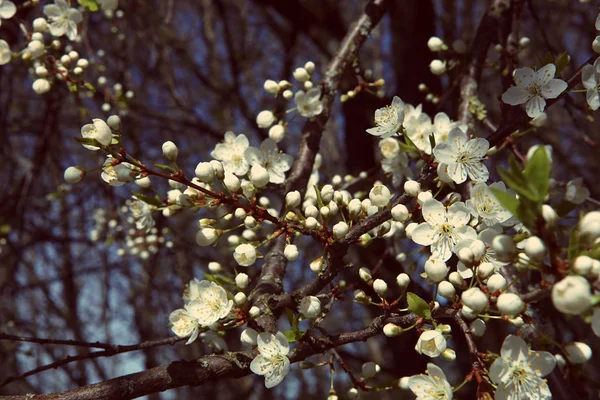 Jarní Poupata Větve Květinou Jaře Hawthorn Tree Květiny Kvetou Slunečného — Stock fotografie