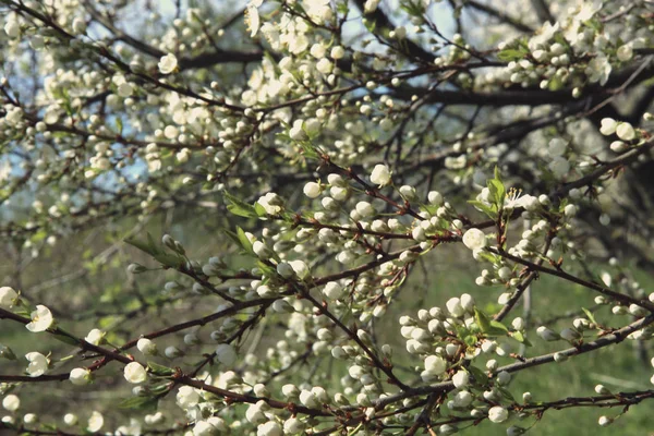 Blossoming spring buds. Tree branches with blossom in spring.  Hawthorn tree flowers blooming in sunny day.