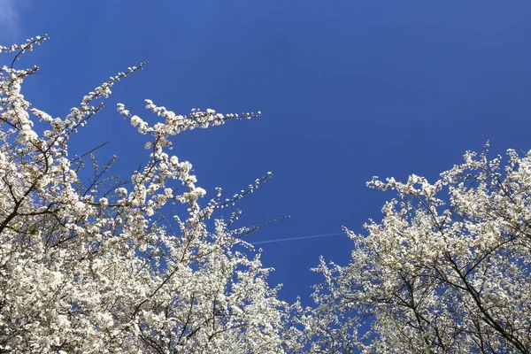 Kwitnących Gałęzi Drzewa Przeciwko Błękitne Niebo Wiosną Hawthorn Drzewa Kwiaty — Zdjęcie stockowe