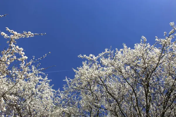 Kwitnących Gałęzi Drzewa Przeciwko Błękitne Niebo Wiosną Hawthorn Drzewa Kwiaty — Zdjęcie stockowe