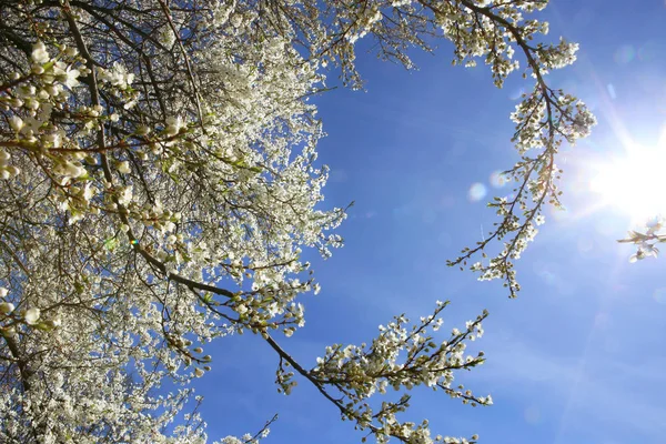 Patrząc Jasne Słońce Błękitne Niebo Pośrednictwem Oddziałów Gałęzie Drzewa Kwitnące — Zdjęcie stockowe