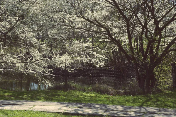 Galagonya Fák Virágzó Tavaszán Virágzó Ágai Közelében — Stock Fotó