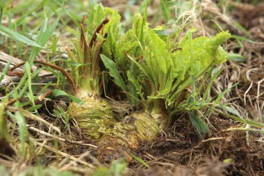 Bahar bahçe horseradish root. Toprakta büyüyen horseradish.