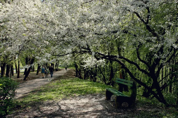 Tezgah Bahar Çiçek Açması Ağacın Altında Parkta Blooming Dalları Altında — Stok fotoğraf