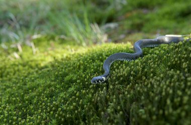 Yosun orman çim yılan. Avrupa çim yılan, Natrix natrix.