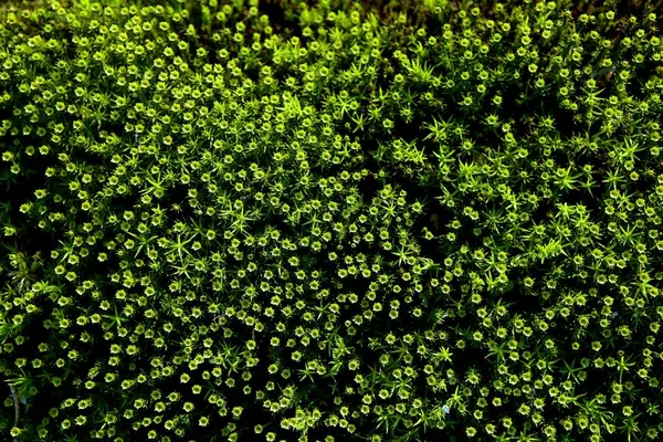 Fundo Musgo Floresta Padrão Beleza Natureza Textura Musgo Verde — Fotografia de Stock