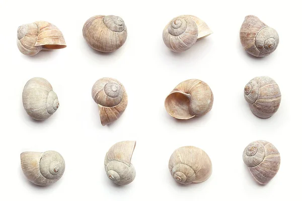 Ensemble Coquilles Escargot Vides Isolées Sur Fond Blanc Concept Avec — Photo