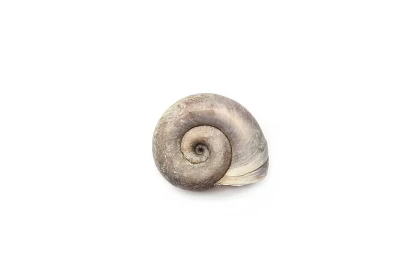 Coque Vide Isolée Sur Fond Blanc Coquille Escargot Sec — Photo