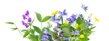 Vahşi bahar ormanı çiçekleri beyaz arka planda izole edilmiş