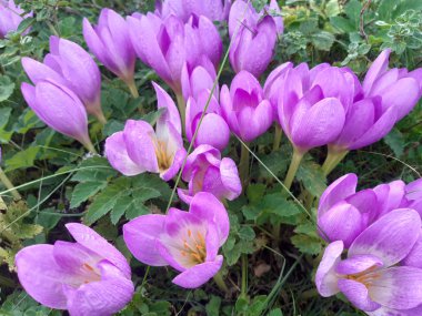 Violet Crocus bahçede çayırda çiçek açıyor. Sonbaharda büyüyen ve açan kır çiçekleri.