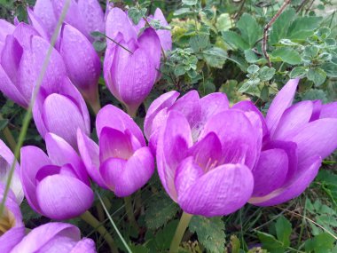 Violet Crocus bahçede çayırda çiçek açıyor. Sonbaharda büyüyen ve açan kır çiçekleri.