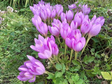 Violet Crocus bahçede çayırda çiçek açıyor. Sonbaharda büyüyen ve açan kır çiçekleri.