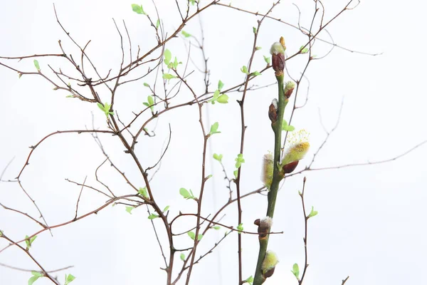 Ramos Primavera Cedo Com Primeiras Folhas Galho Salgueiro Catkins Buceta — Fotografia de Stock