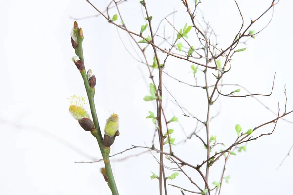 Early Spring Branches First Leaves Twig Pussy Catkins Willow Spring — Stock Photo, Image