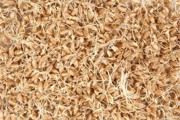 Whole Wheat Sprouts Background Sprouted Wheat Seeds Top View — Stock Photo, Image