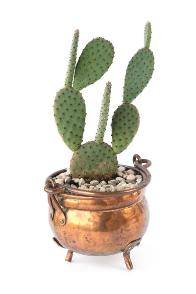 白い背景に隔離された銅鍋にサボテンのOpuntia かわいい観葉植物多肉植物でヴィンテージポット — ストック写真