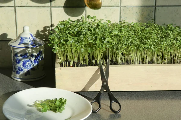 Micro Greens Radish Growing Box Kitchen Young Vegetable Greens Indoor — Stock Photo, Image