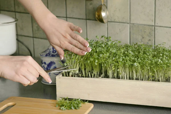 Vrouw Snijdt Microgreens Radijs Keuken Jonge Groentegroenen Groeien Box Indoor — Stockfoto