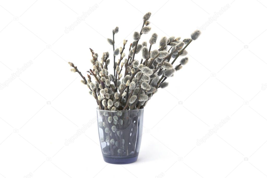 Male catkins branches in vase  isolated on white background. Hazel plant blossom in early spring