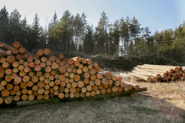 Ormanda kesilmiş ağaç kütükleri yığını. Ormanda ağaç hasadı. Kereste endüstrisi.