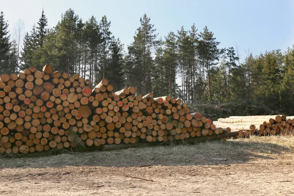 Uma Pilha Troncos Árvores Cortadas Floresta Colheita Madeira Floresta Indústria — Fotografia de Stock