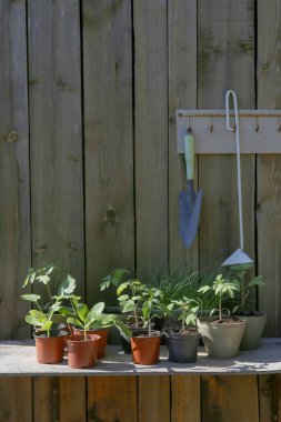 Kabak, domates, bahçedeki saksılarda pırasa fideleri. Toprağa ekilmeden önce taze sebzeler.
