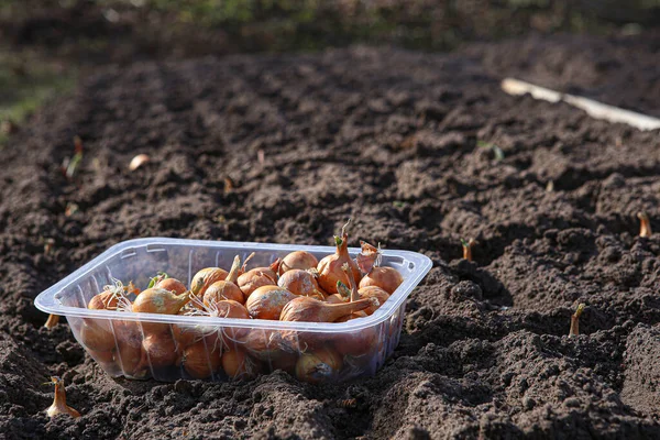 Semis Oignon Semis Dans Potager Biologique Printemps Semis Graines Oignon — Photo