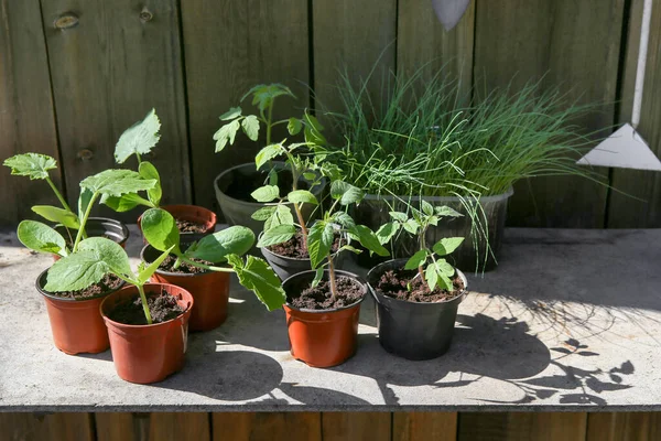 Zucchini Tomato Leeks Seedlings Pots Garden Vegetables Young Seedlings Planting — Stock Photo, Image