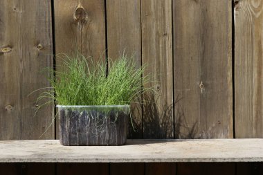 Toprağa dikmeden önce plastik kutuda pırasa filizleri yetişiyor. Genç bahar pırasaları çiftliğin bahçesinde başlar.