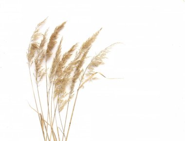 Beyaz arka planda kuru sazlıklar izole edilmiş. Soyut kuru çimen çiçekleri, otlar