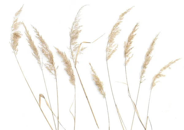 Dry Reeds Isolated White Background Abstract Dry Grass Flowers Herbs — Stock Photo, Image