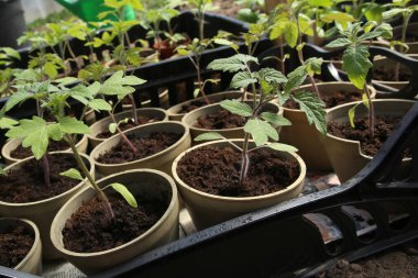 Toprağa ekmeden önce tencerede büyüyen domates fideleri. Genç domates saksılarda seraya ekilmeye hazır.