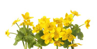 Marsh Marigold, Caltha Palustris beyaz arka planda izole edilmiş. Bataklıklarda, bataklıklarda, çukurlarda ve ıslak ormanlarda yetişen yabani sarı bahar çiçekleri..