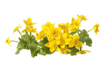 Marsh Marigold, Caltha Palustris beyaz arka planda izole edilmiş. Bataklıklarda, bataklıklarda, çukurlarda ve ıslak ormanlarda yetişen yabani sarı bahar çiçekleri..