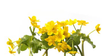 Marsh Marigold, Caltha Palustris beyaz arka planda izole edilmiş. Bataklıklarda, bataklıklarda, çukurlarda ve ıslak ormanlarda yetişen yabani sarı bahar çiçekleri..