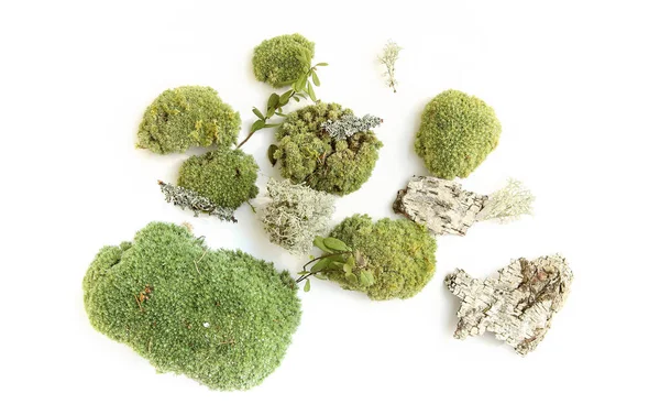 緑の苔と白い背景に隔離された森林植生の要素 森の苔 地衣類 小枝の破片のセット — ストック写真
