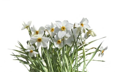 Bahar çiçekleri beyaz arka planda izole edilmiş Narcissus şiiri. Çiçekli beyaz şairin nergisleri.
