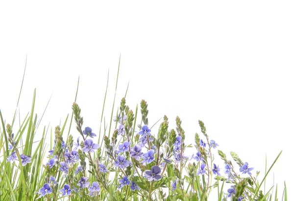 边境与草本植物和野花隔离在白色的背景 野春草甸蓝花 — 图库照片