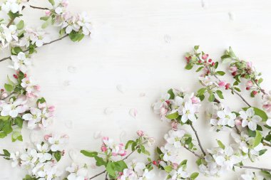 Beyaz ahşap arka planda çiçek açan elma çiçekleri çerçevesi. İlkbahar konsepti elma dalları fotokopi alanı, üst görünüm