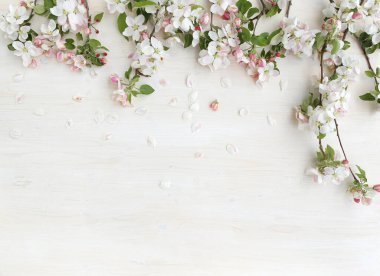 Beyaz ahşap arka planda çiçek açan elma çiçekleri çerçevesi. İlkbahar konsepti elma dalları fotokopi alanı, üst görünüm