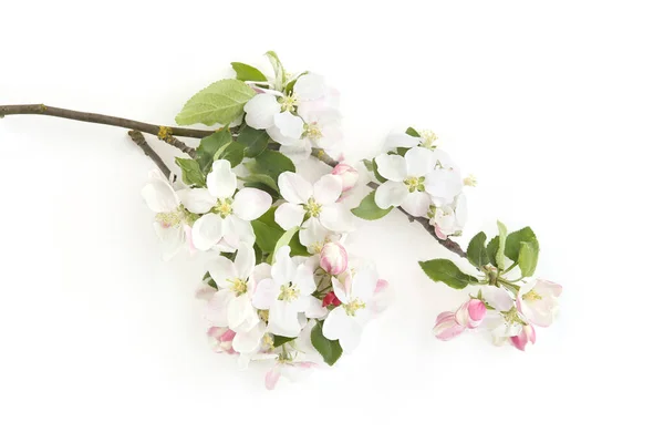 Branch Blossoms Isolated White Background White Spring Apple Tree Flowers — Stock Photo, Image