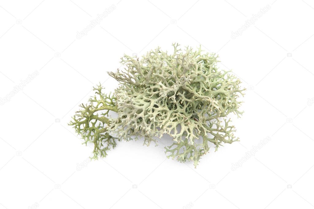 Tree moss isolated on white background. Piece of fresh Lichen forest plant.