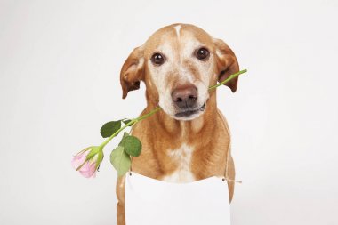Ağız ve beyaz tablosunda metin için pembe Gül ile kahverengi köpek.