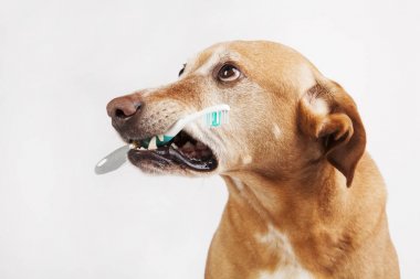 Kahverengi köpek diş fırçası parlak bir arka plan üzerinde tutan. 