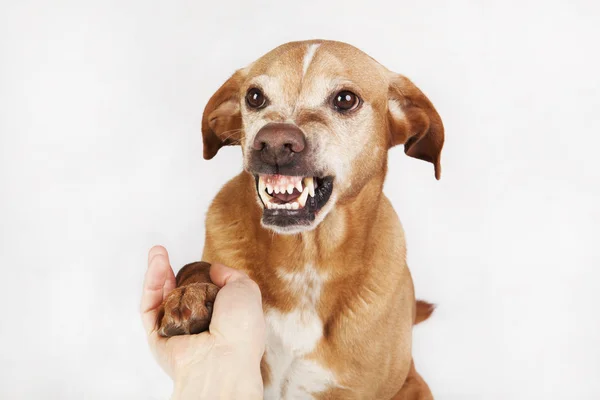 Unfriendly hand and paw shake. — Stock Photo, Image